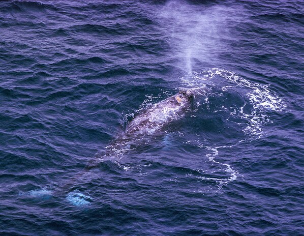 A whale breaching the ocean surface. - Arcata---Cozy, Newer Cabin in the Redwoods with Hot tub (Arcata)