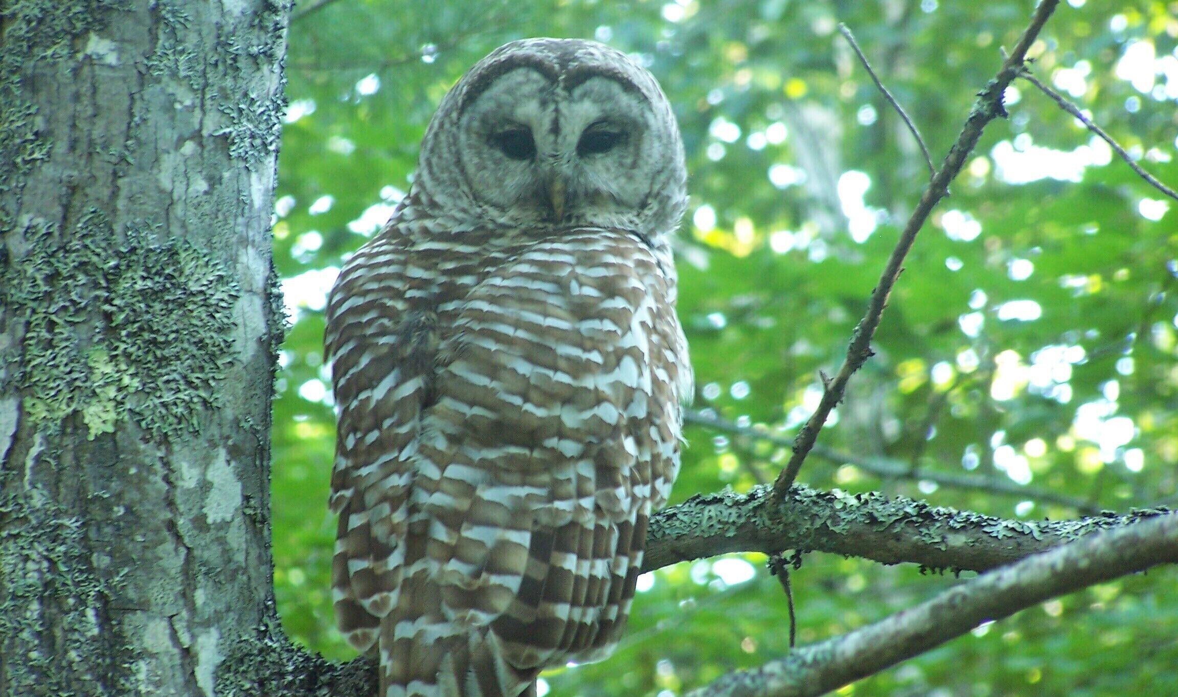 An owl perched on a tree branch in a forested area.