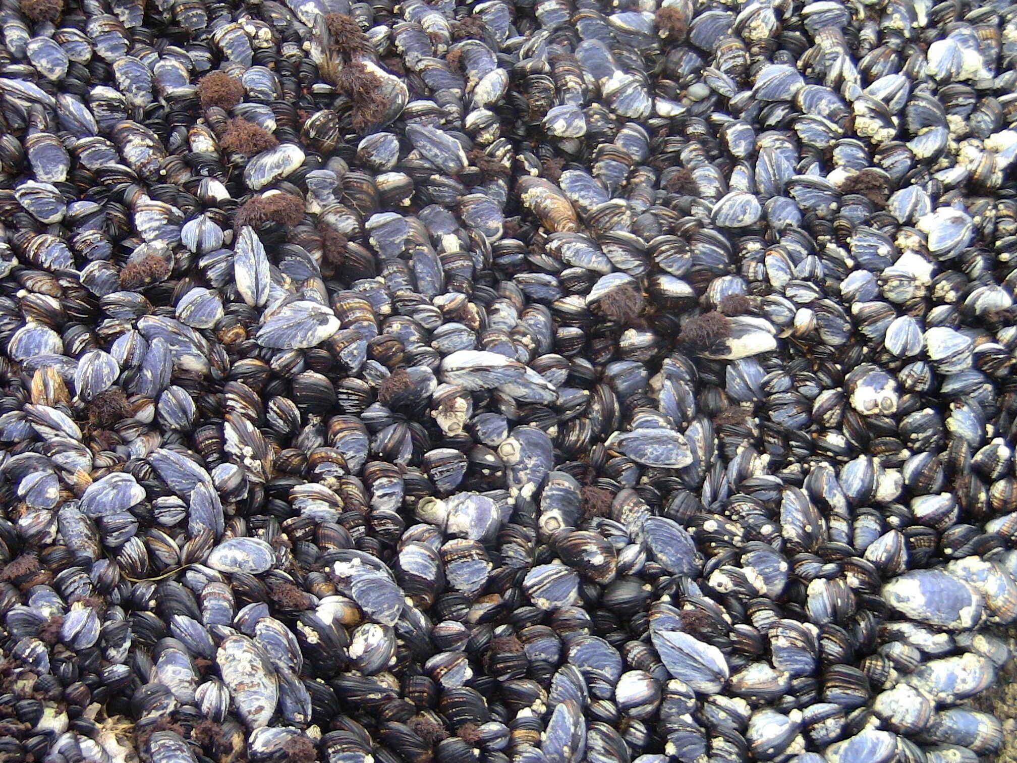 A close-up of numerous mussels.