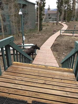 Una terraza de madera con baranda de metal que da a un sendero pavimentado.