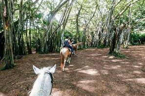 Un paseo en coche de caballos por un bosque con árboles altos.
