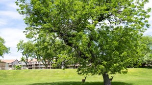 Un árbol grande en un área con césped y dos ciervos.