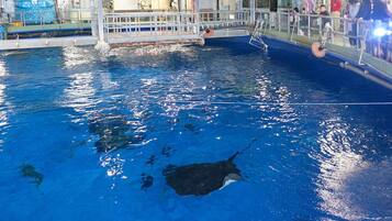 A large indoor pool with a dolphin performing tricks.