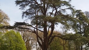 A large tree in a park with a table and chairs in the foreground. - Château de Grand Tonne (Thue et Mue)