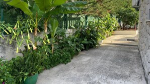 Un sendero de concreto estrecho bordeado por plantas verdes exuberantes y un muro de piedra.