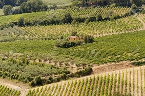 A vineyard with rows of grapevines and a small building in the center. - Agriturismo Nobile (Montepulciano)