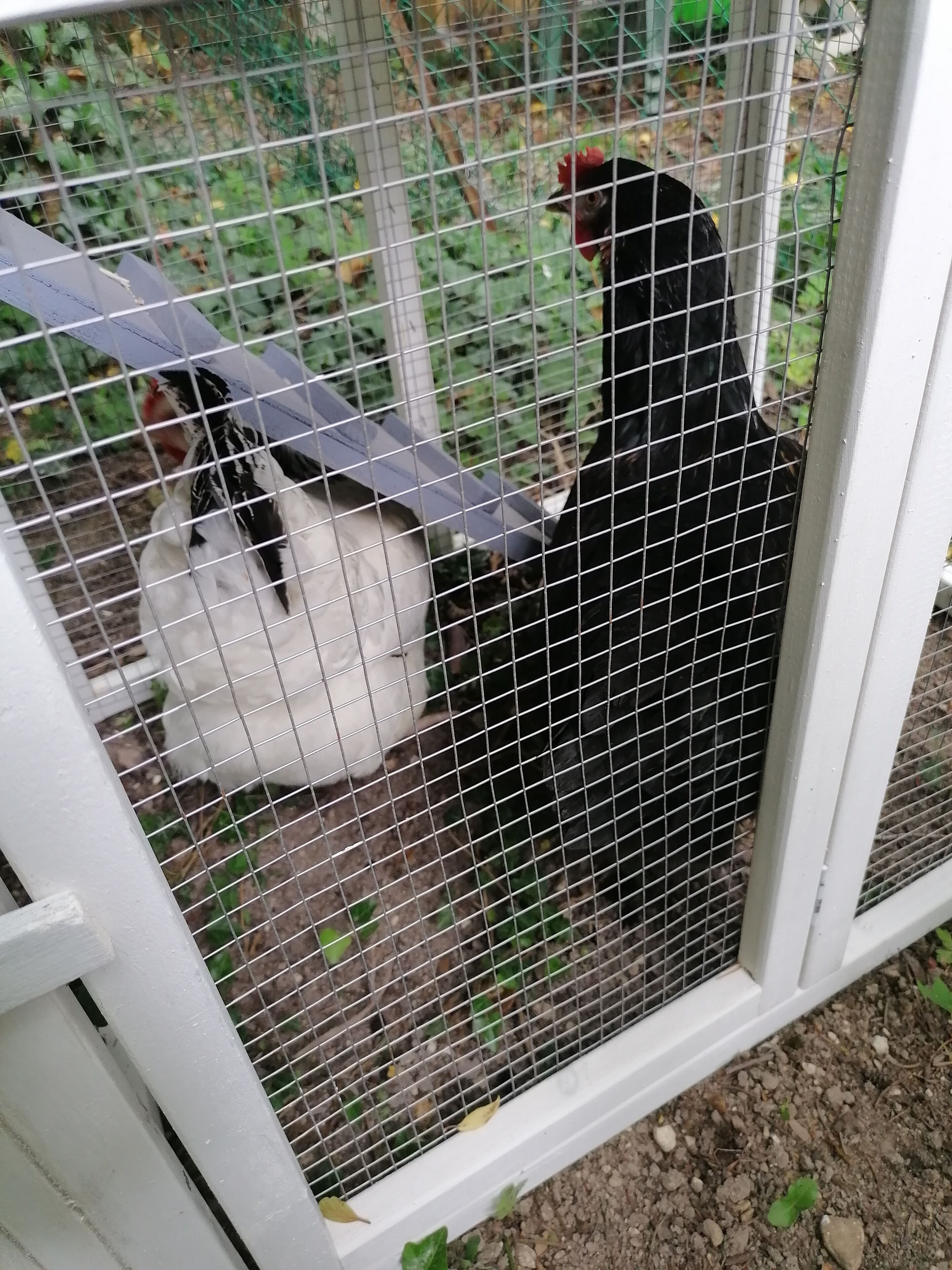 A white metal cage with a wire mesh, containing two chickens.