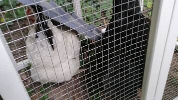 A white metal cage with a wire mesh, containing two chickens.
