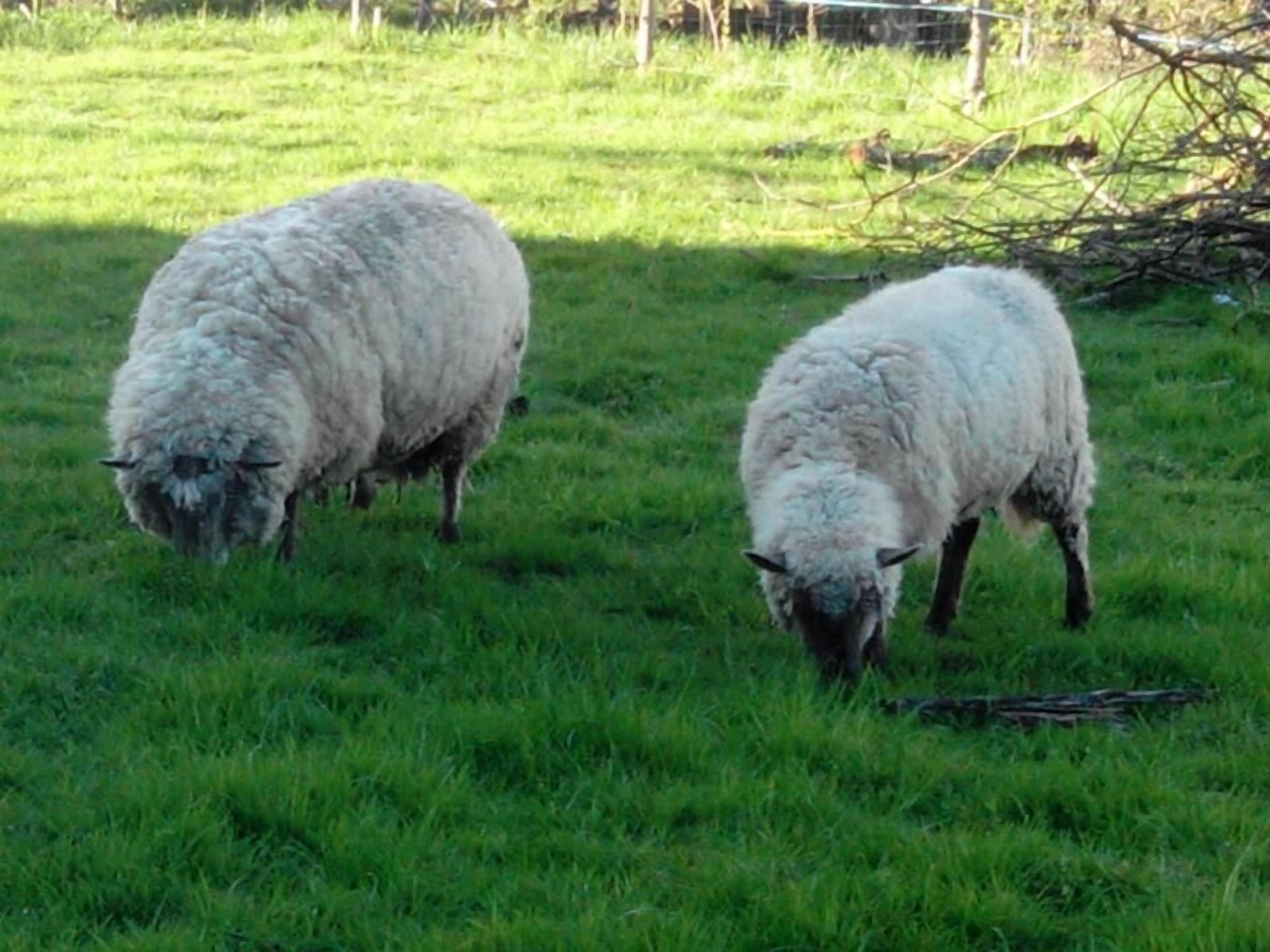 Dos ovejas pastando en un campo cubierto de hierba.