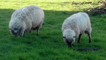 Dos ovejas pastando en un campo cubierto de hierba.