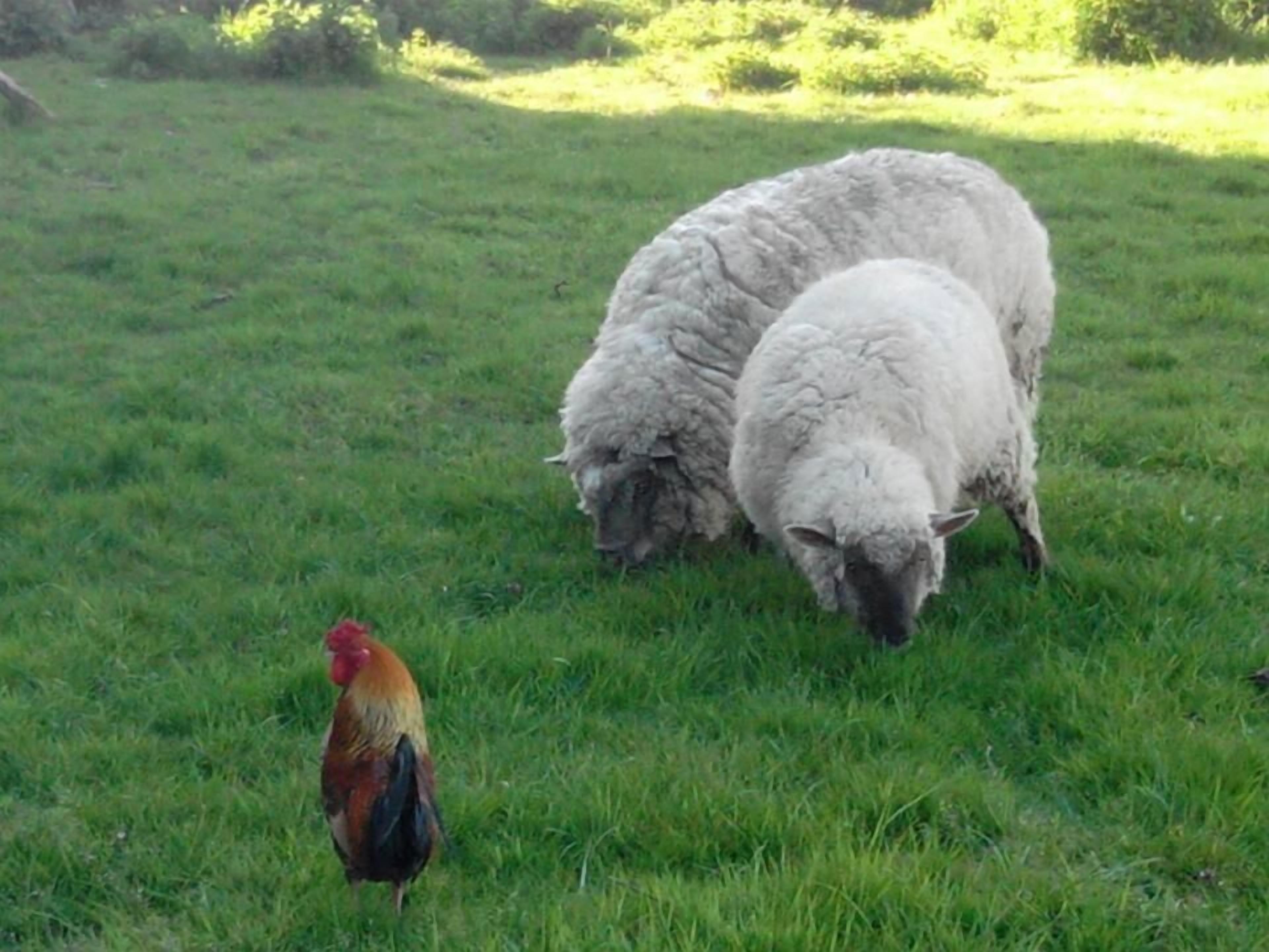 Een begroeiing met twee schapen en een haan.