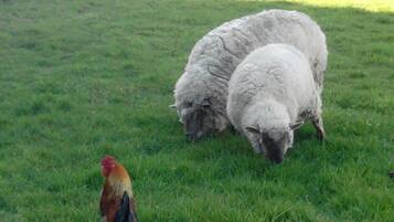 Een begroeiing met twee schapen en een haan.