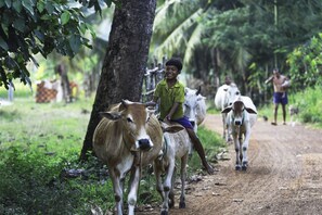 A rural path with a person riding a cow, another person walking a cow, and a third person carrying a child. - Siem Reap Homesteading (Siem Reap)