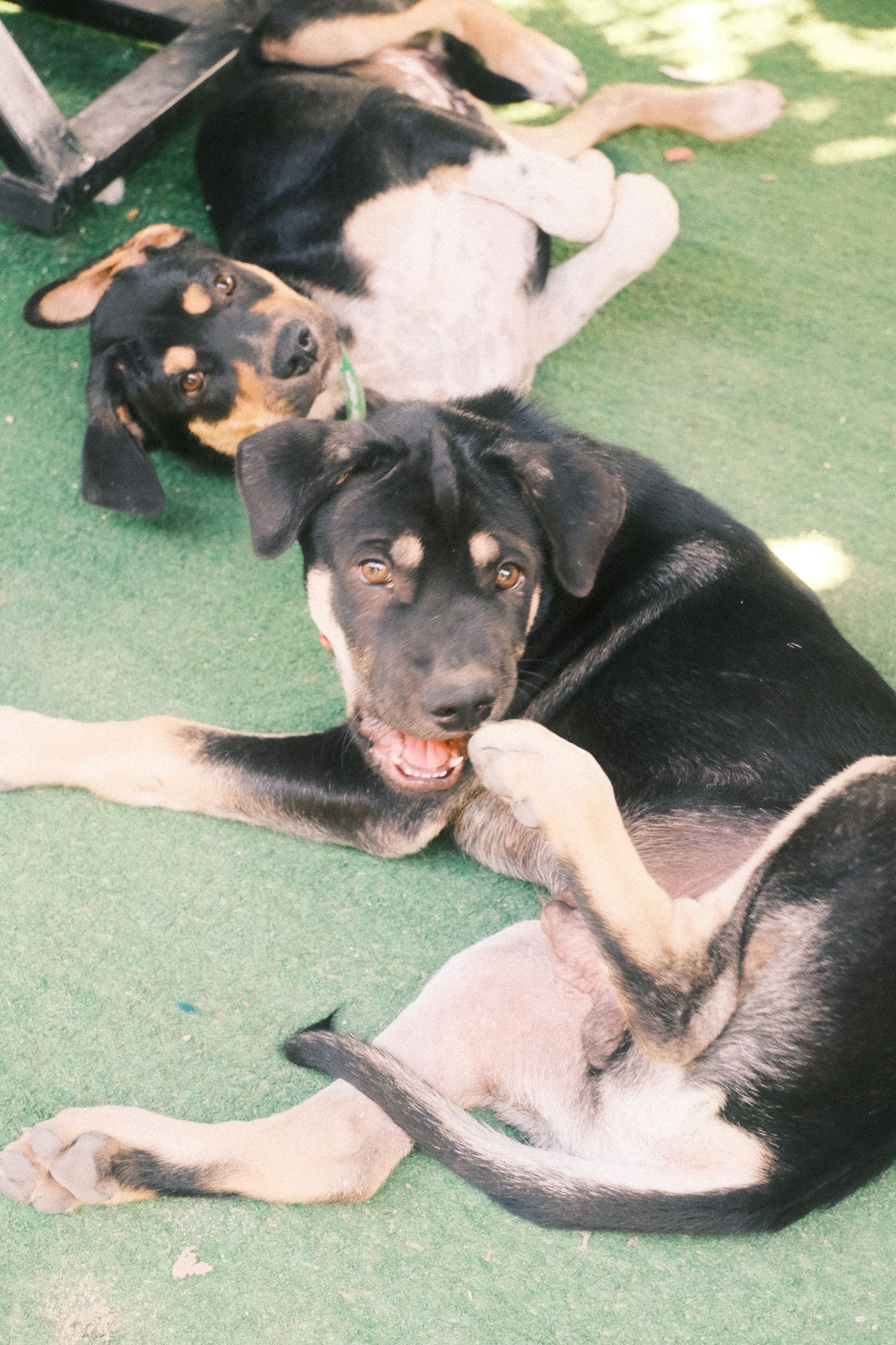 Foto - Siem Reap Homesteading