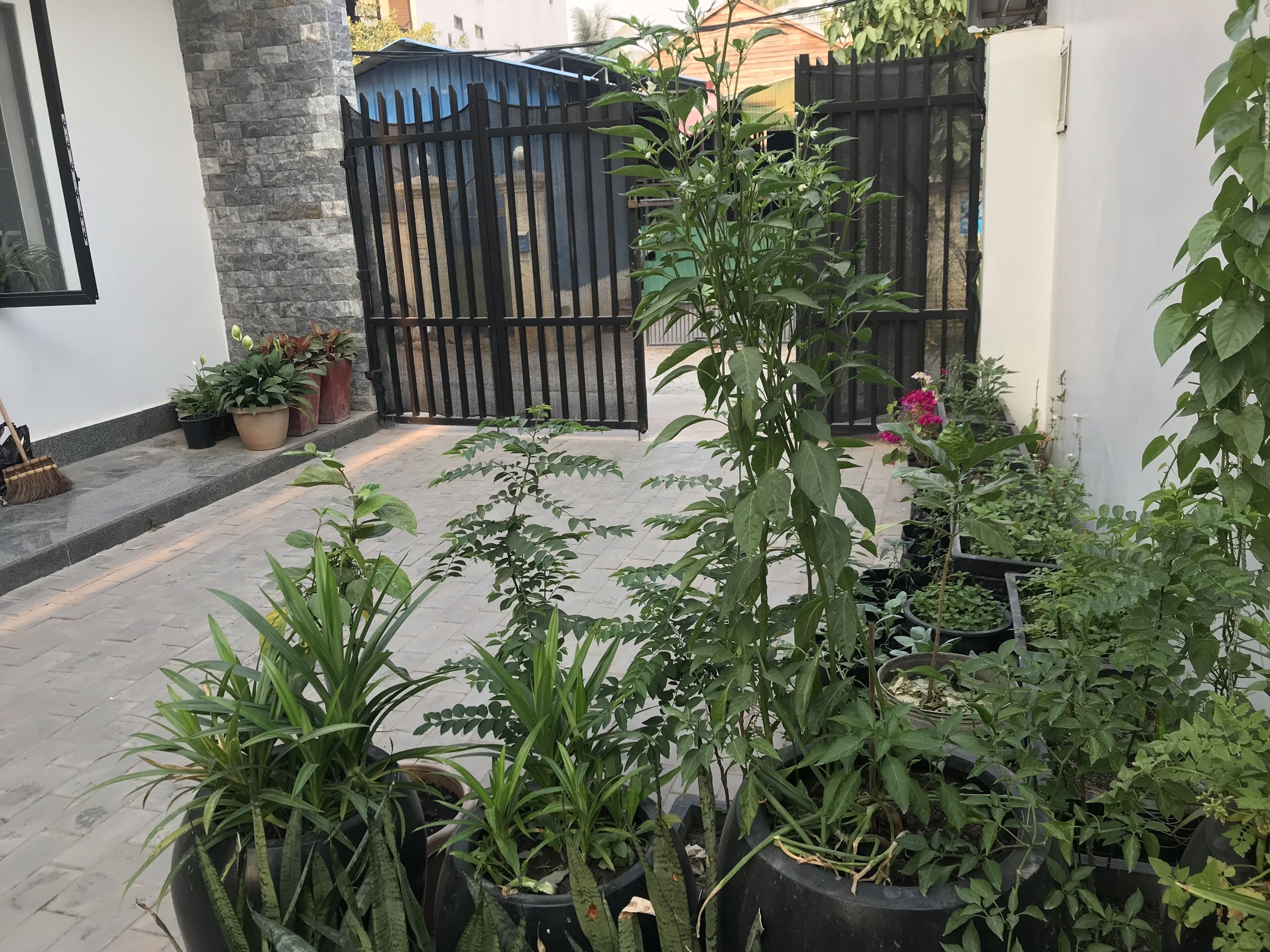 A courtyard with potted plants, a black metal gate, and a white wall.