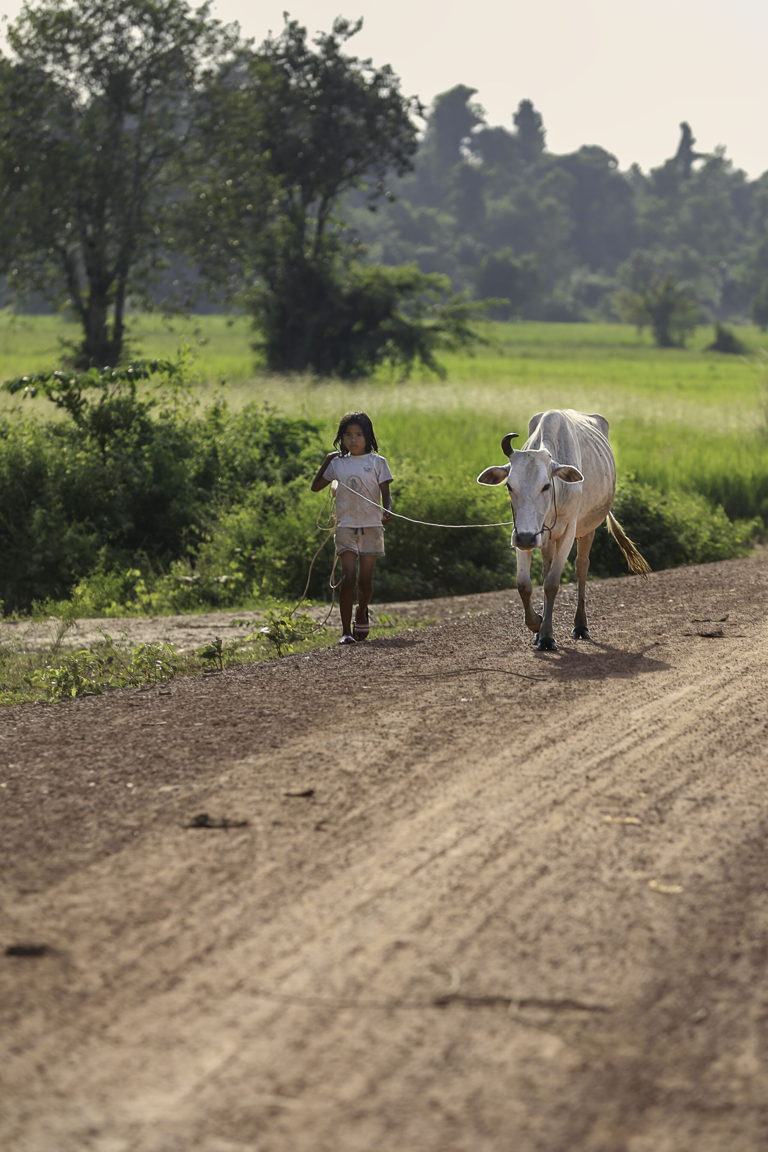 Foto - Siem Reap Homesteading
