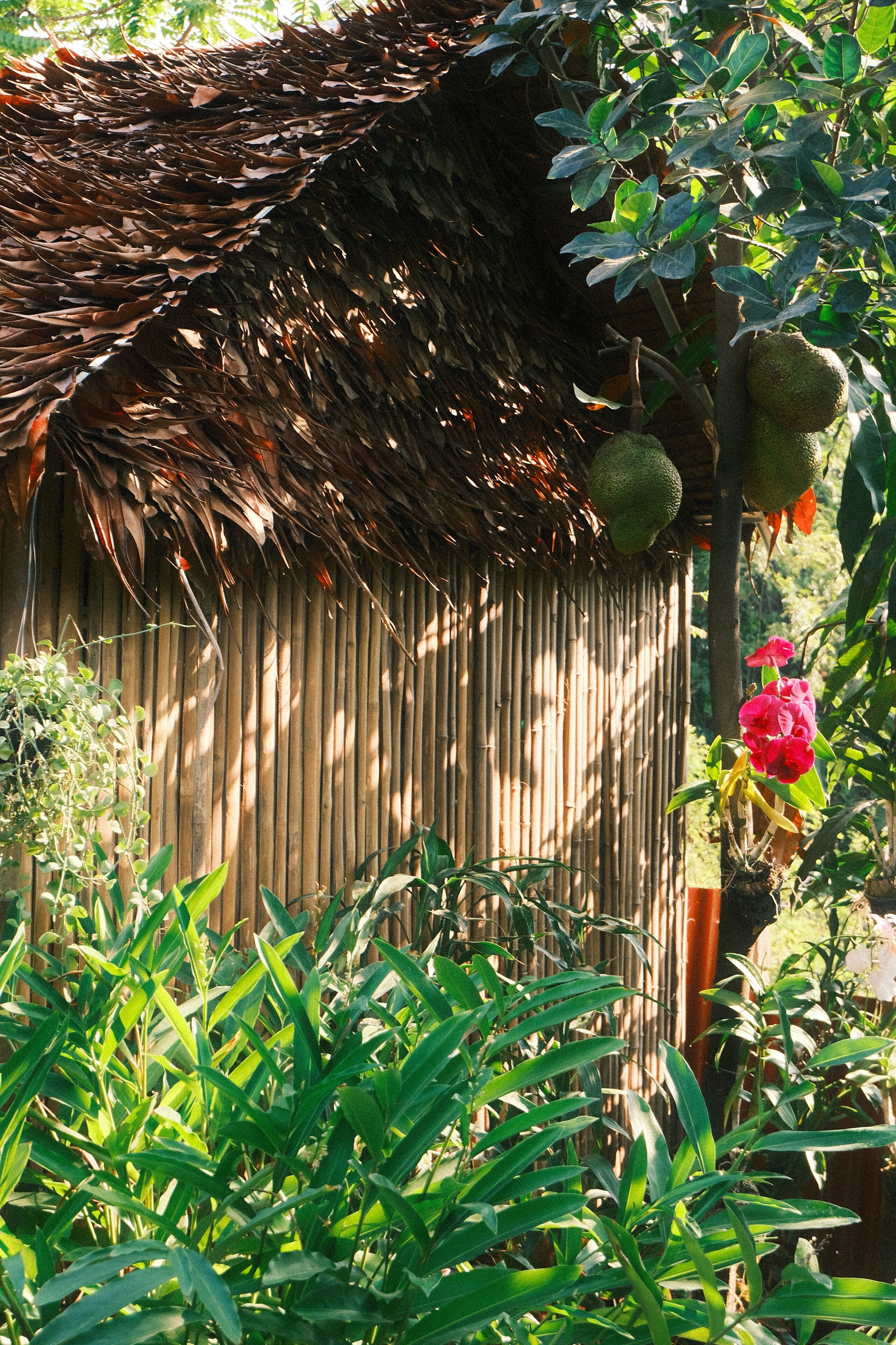 Foto - Siem Reap Homesteading