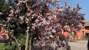 A tree with pink blossoms in a landscaped area with a building in the background. - Bordeghina B&B in Farmhouse (Pontecchio Polesine)