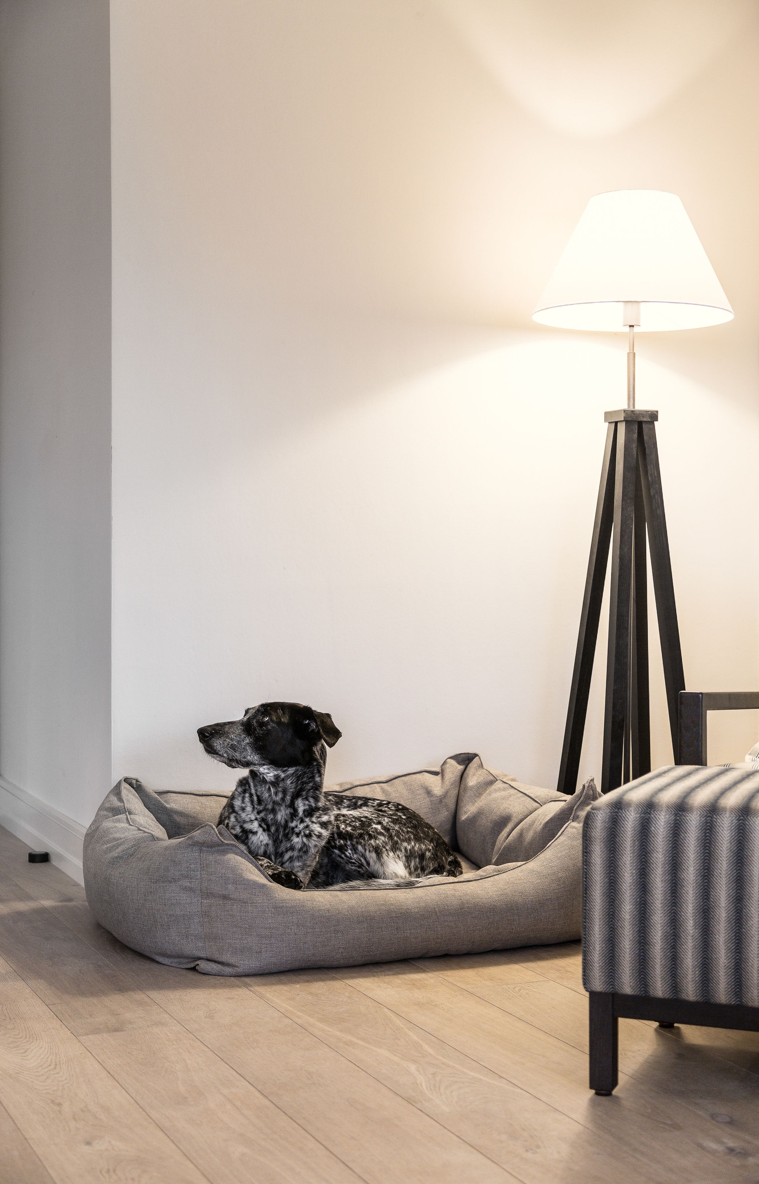 Een hond rust in een grijs huisdiervriendelijk mandje tegen een muur, met een vloerlamp en een stoel in de buurt.