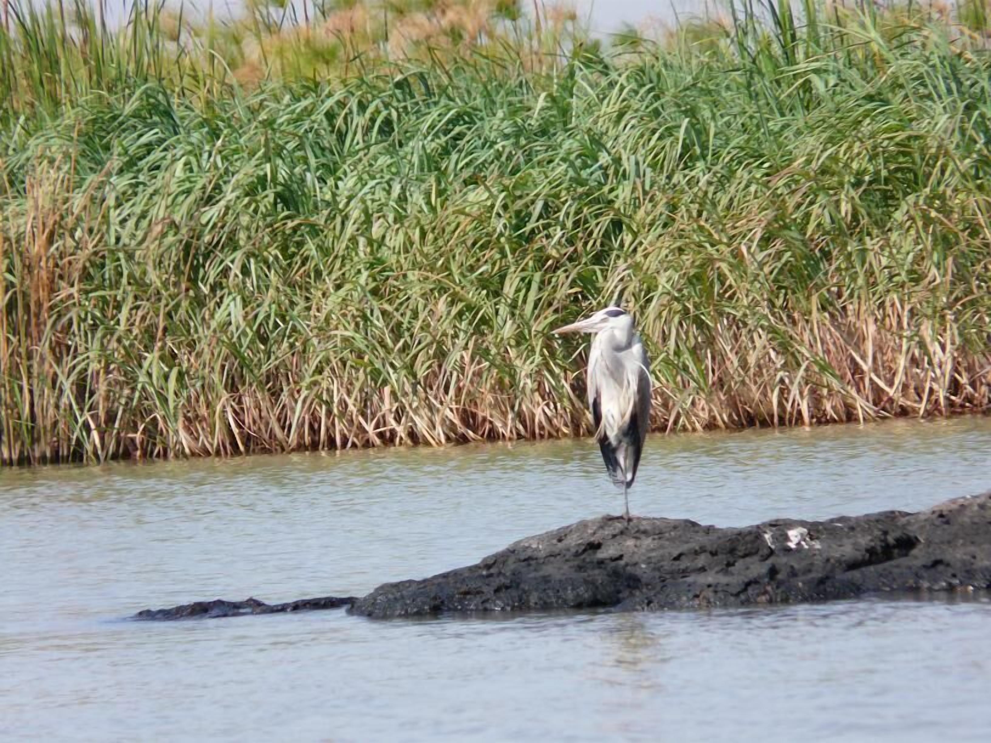 A bird standing on a rock by a body of water with tall grass in the background.