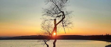 A tree silhouetted against a sunset over a body of water.