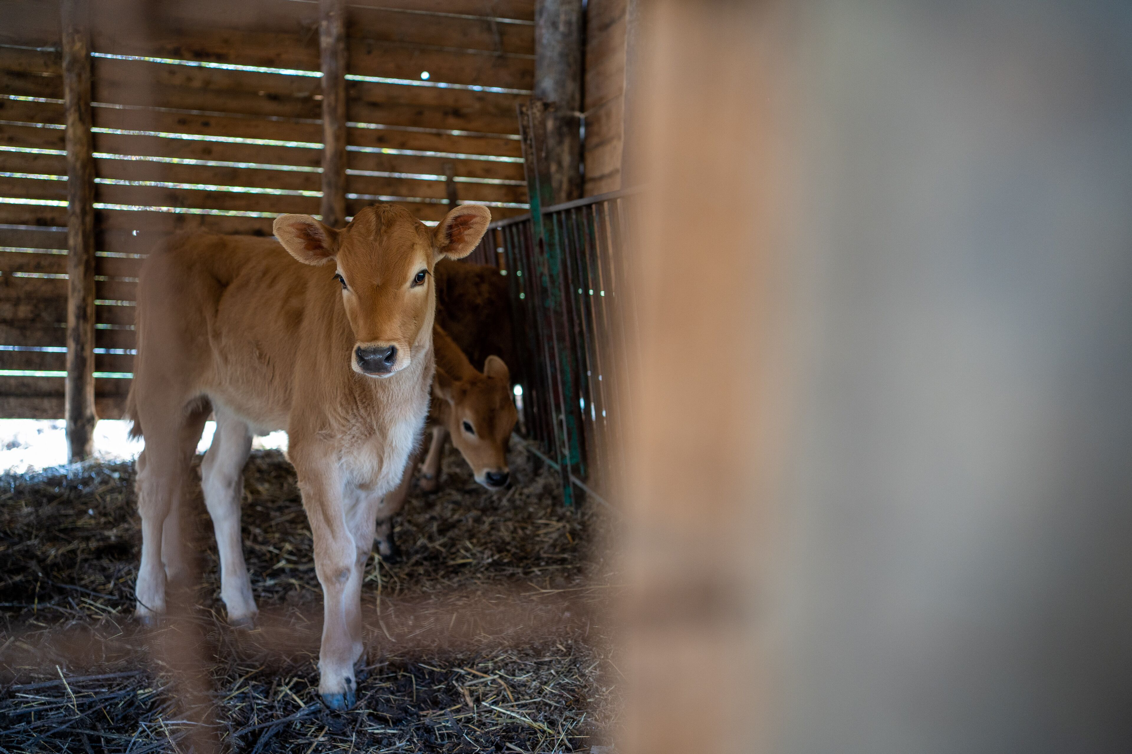 Foto - Agriturismo San Basilio