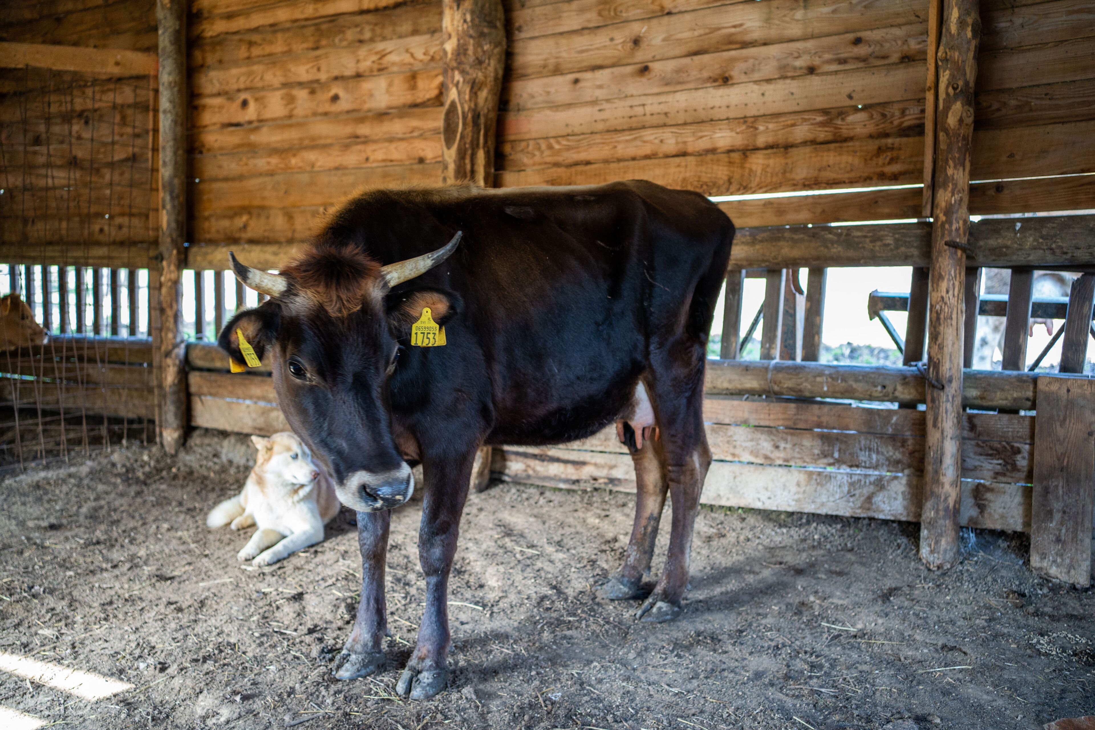 A cow with yellow ear tags in a barn with wooden walls and a metal fence.