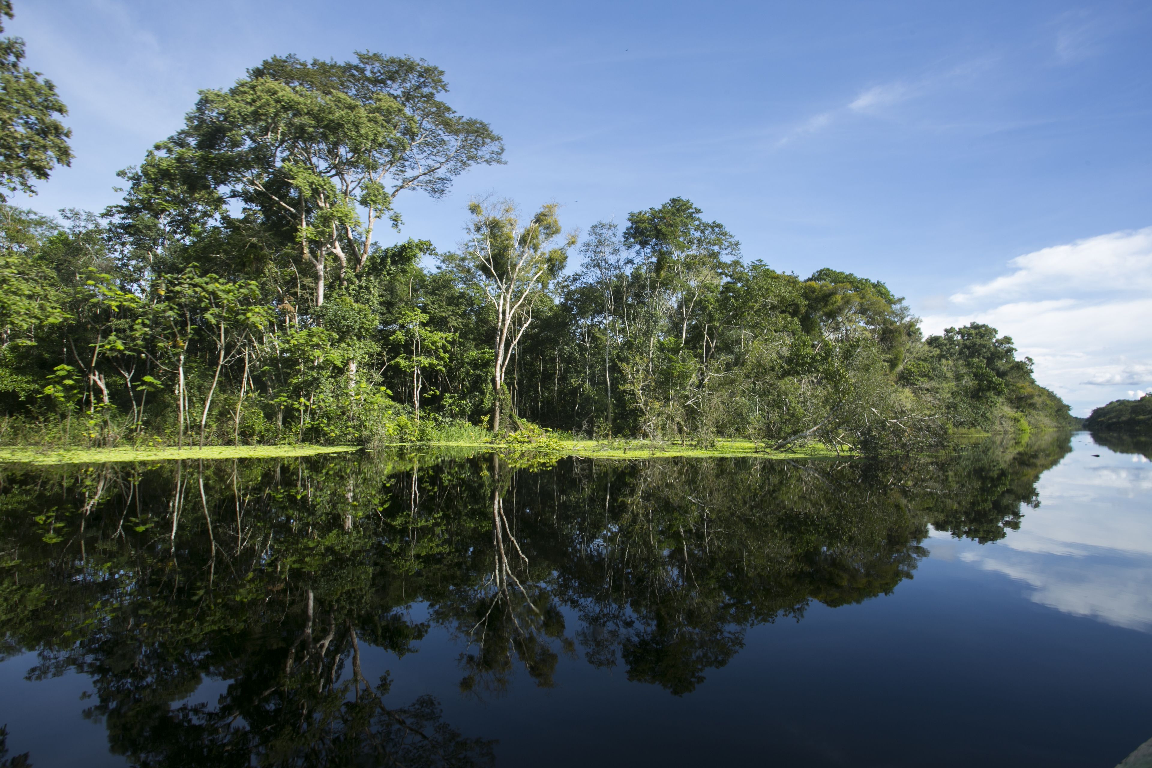 A tranquil lake surrounded by dense forest.
