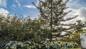 Un jardin avec un grand arbre et une haie d’hortensias.