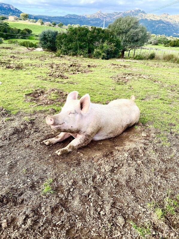 A pig lying on a muddy field with a mountainous background. - Agriturismo Lu Branu (Arzachena)