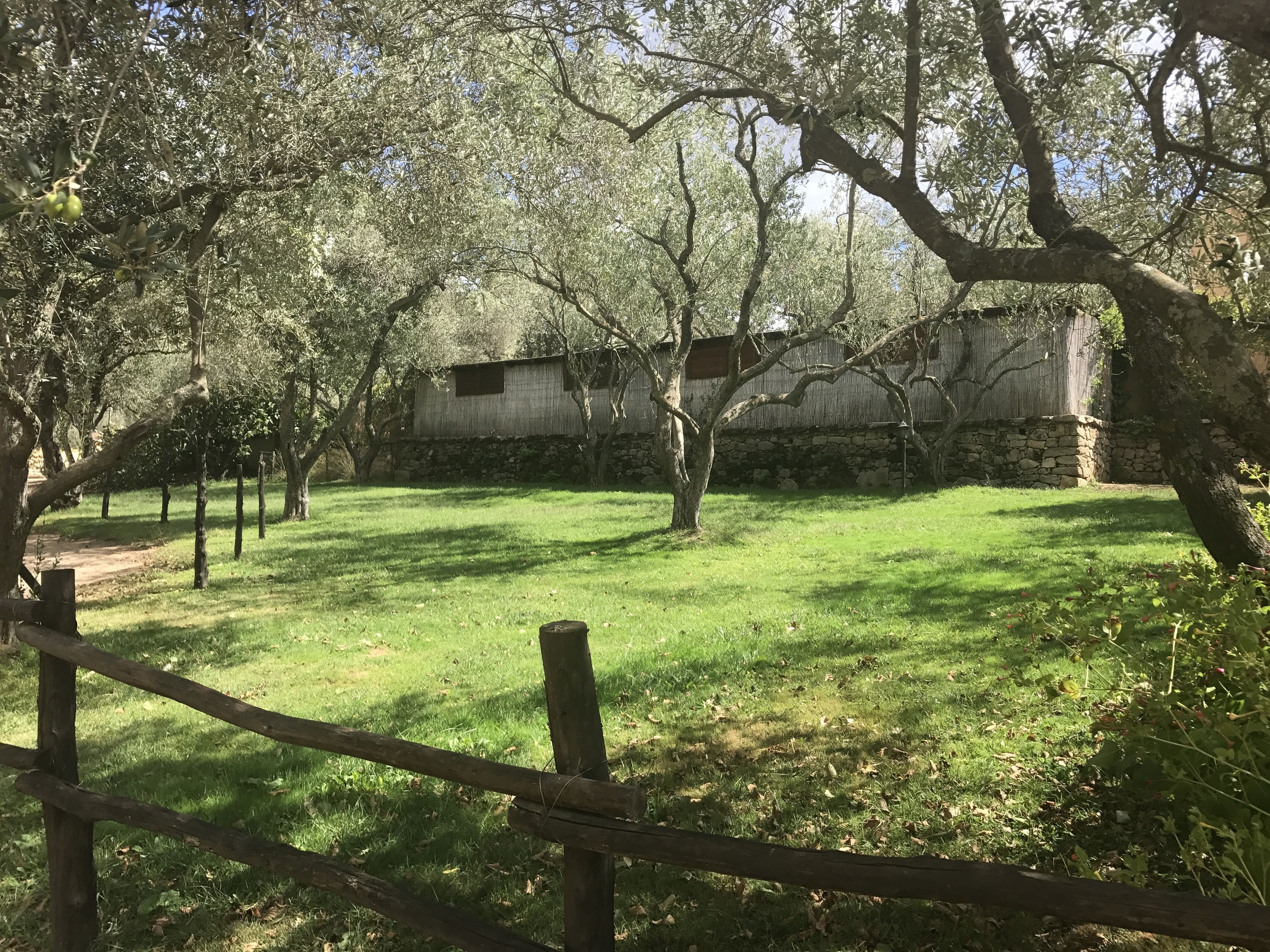 A grassy courtyard with trees and a stone wall.