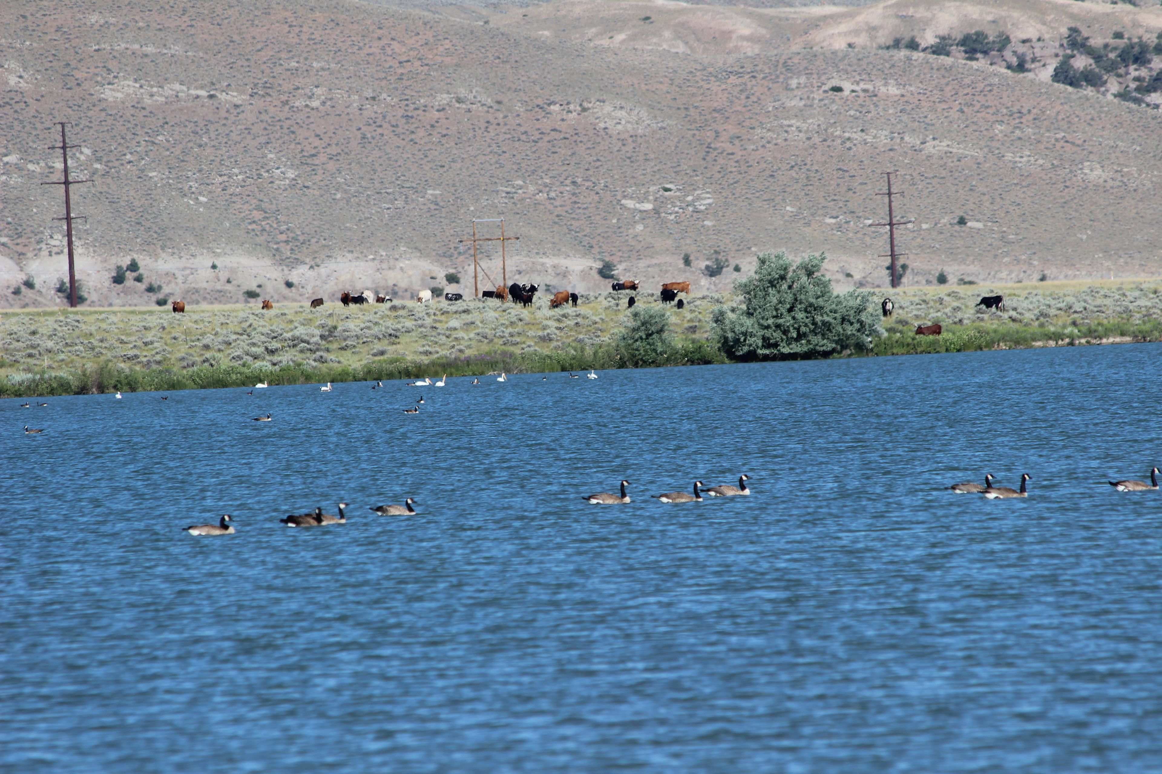 A lake with ducks and cows in the background.
