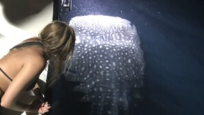 Una persona se inclina sobre un gran acuario con una medusa.