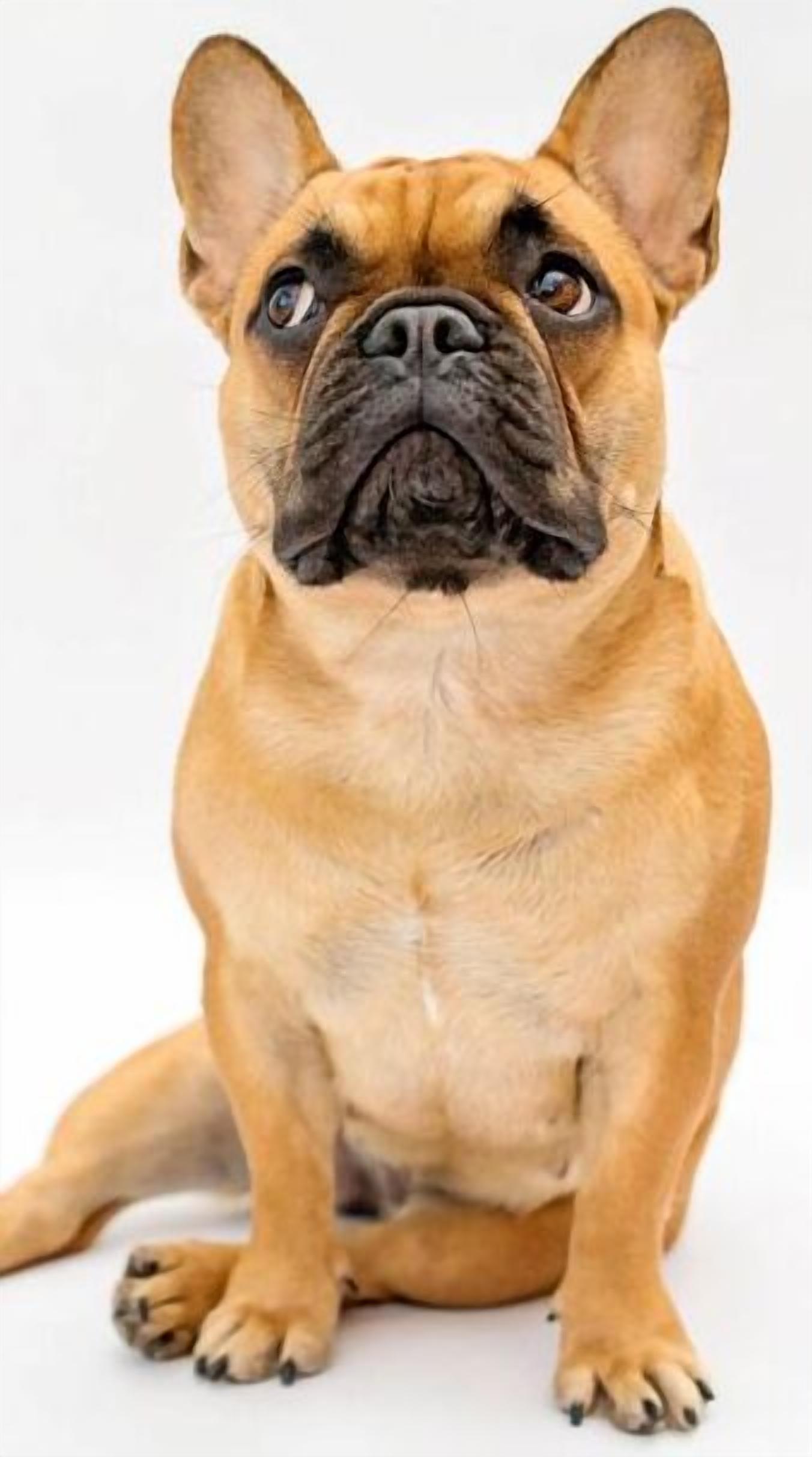 A French Bulldog sitting against a plain background.