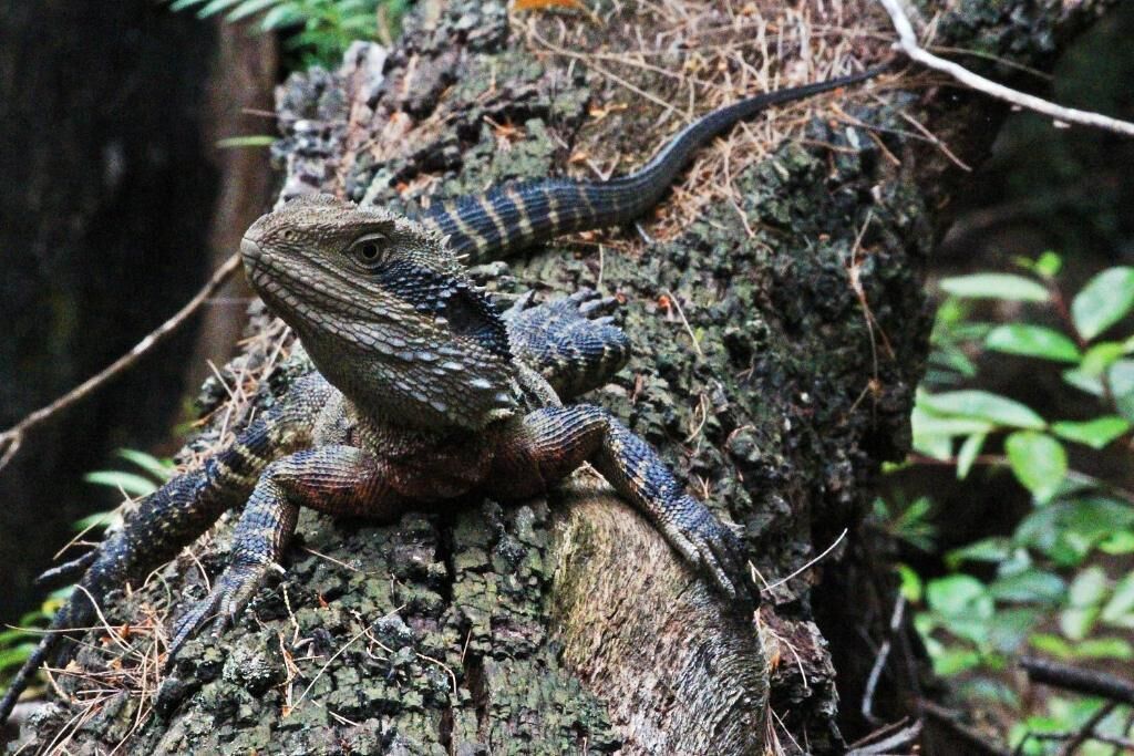 A lizard on a tree trunk.