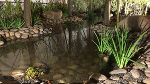 A tranquil garden pond with a stone border, surrounded by various plants and trees. - Green Palm (Yuanlin)