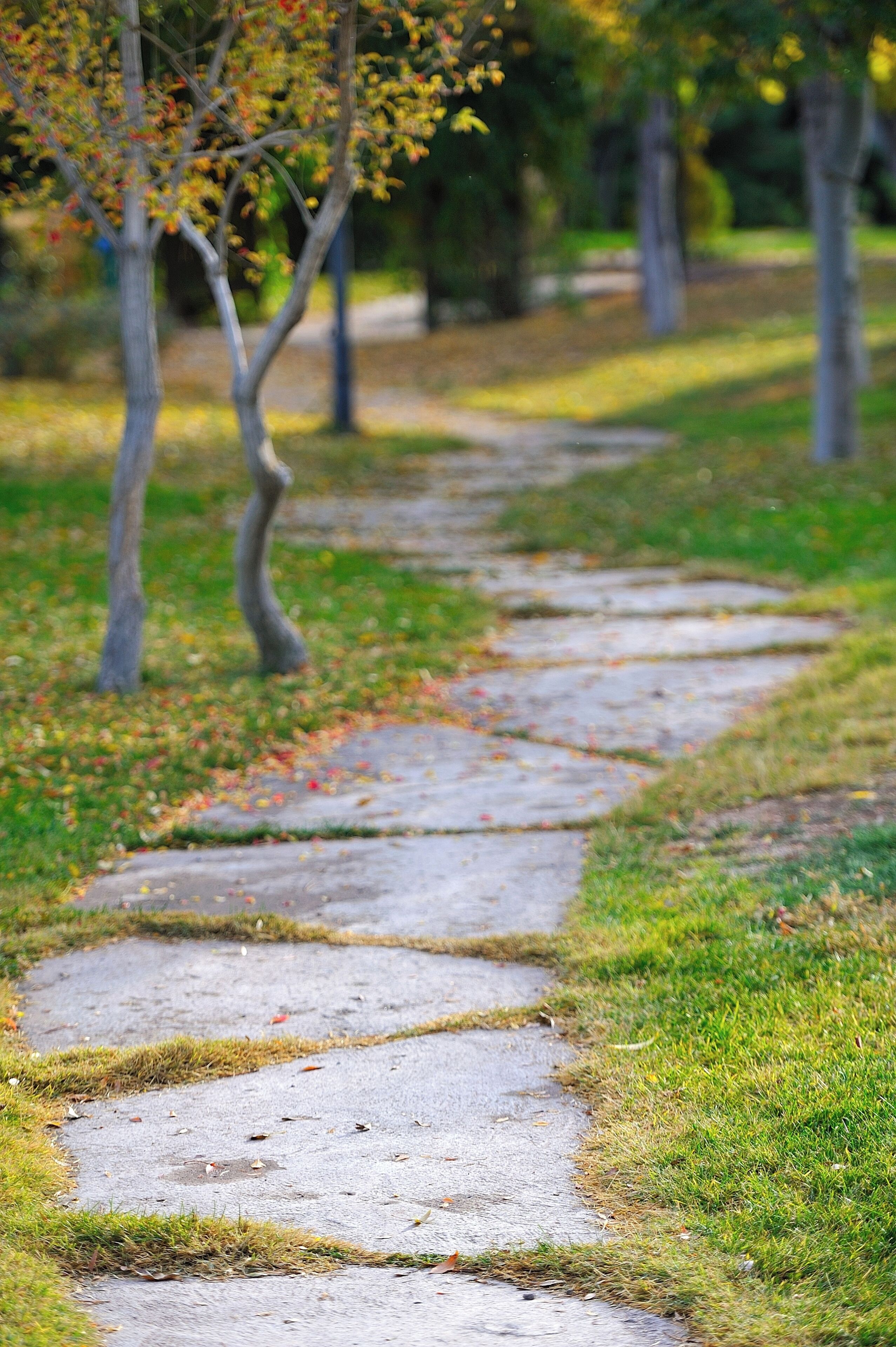 A paved pathway in a park with trees and grass on either side.
