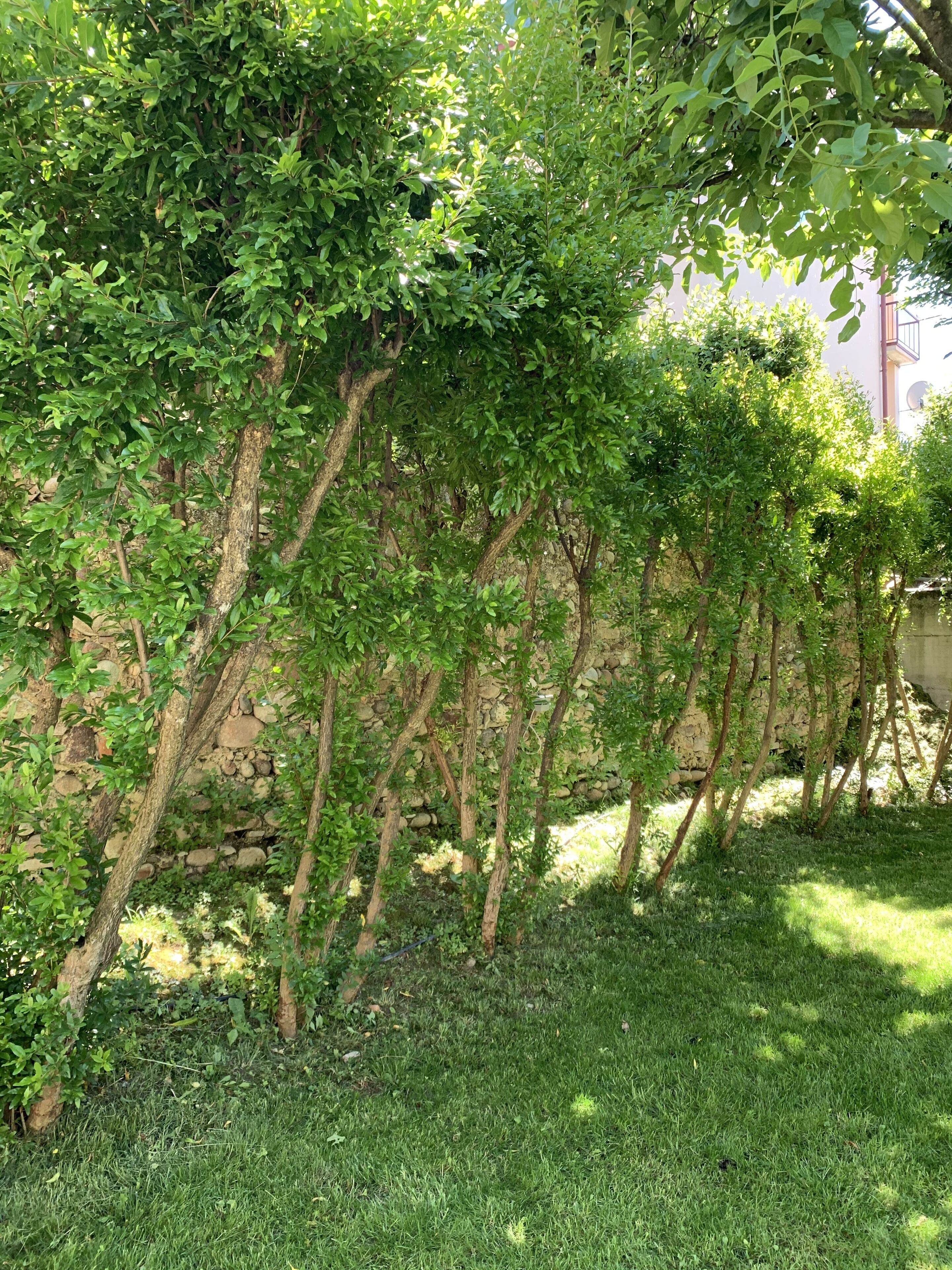 Un jardín con muro de piedra y césped verde.