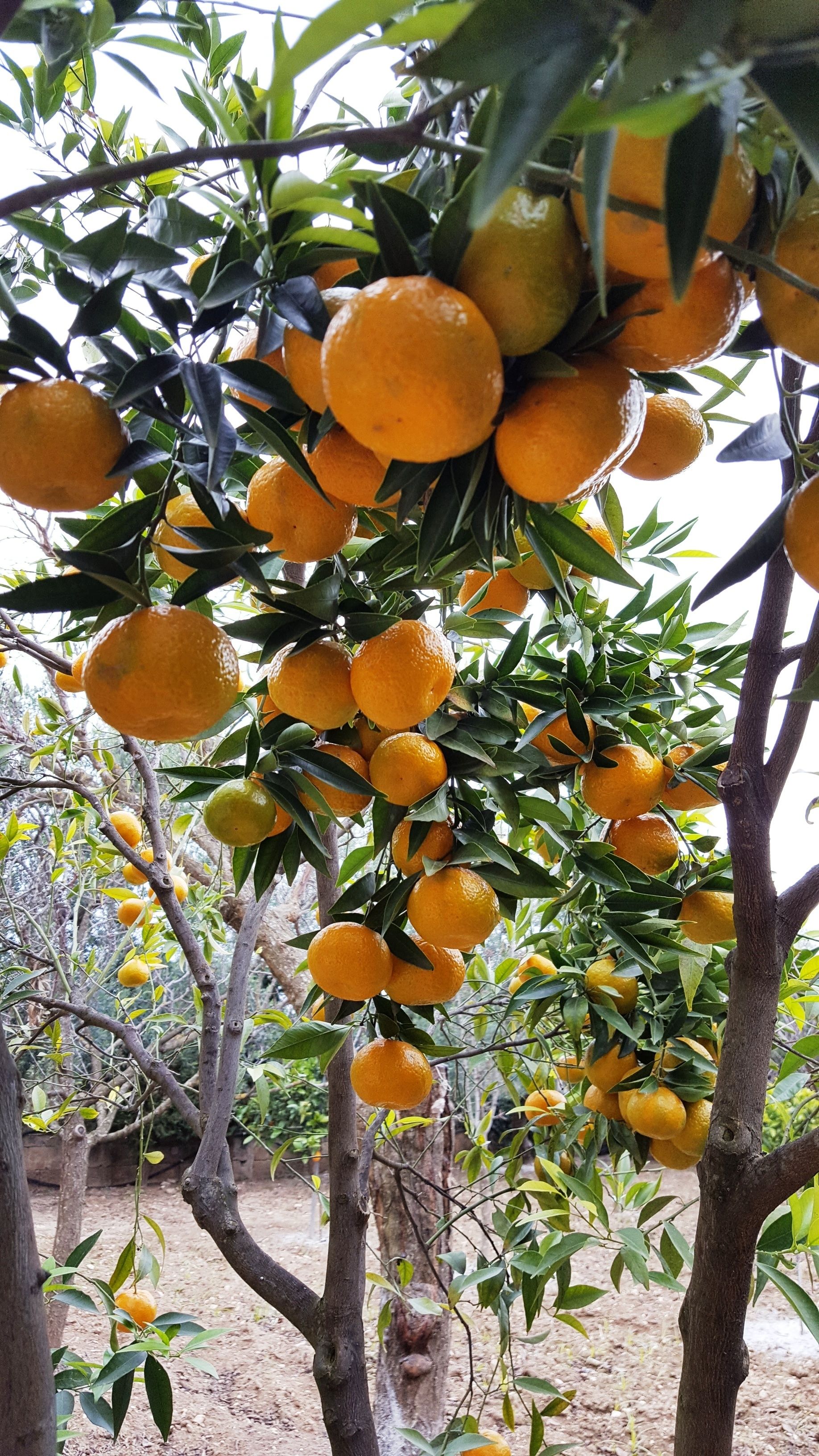 A citrus tree laden with ripe oranges.
