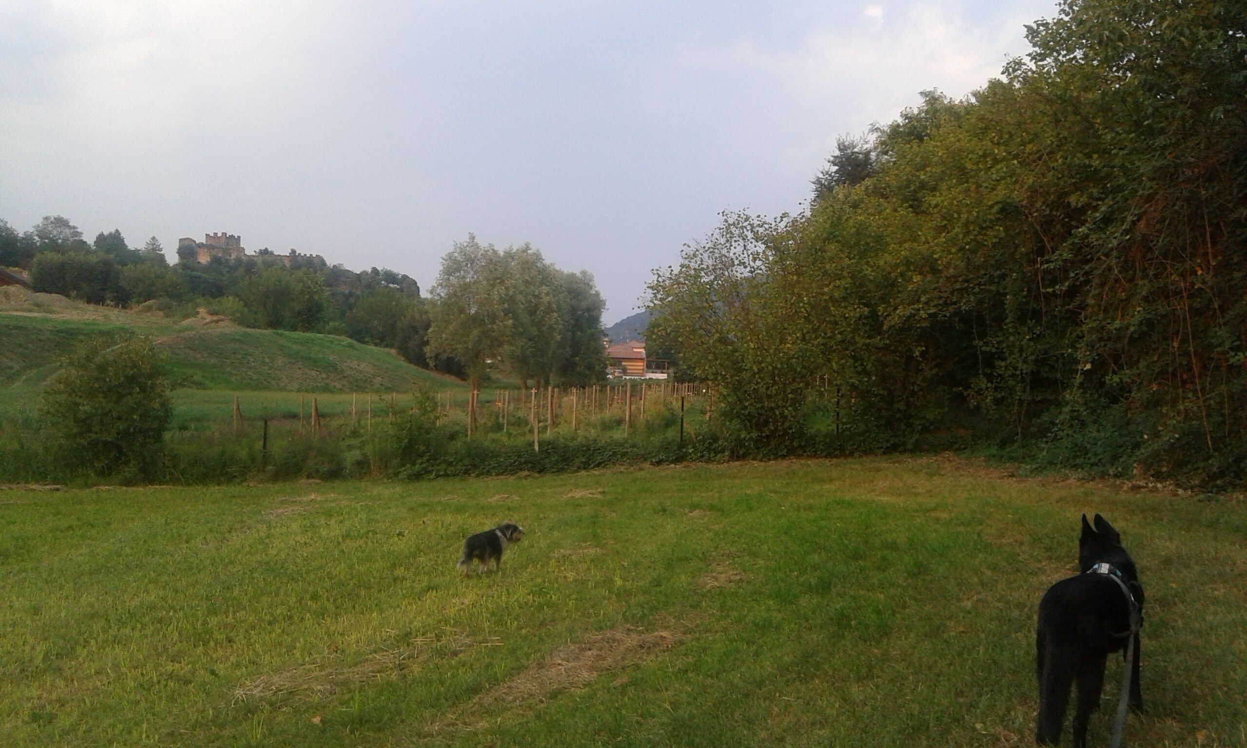 Un campo cubierto de césped con dos perros, una valla y un edificio al fondo.