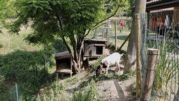 A rural setting with a dirt path, wooden structures, and a fenced area.