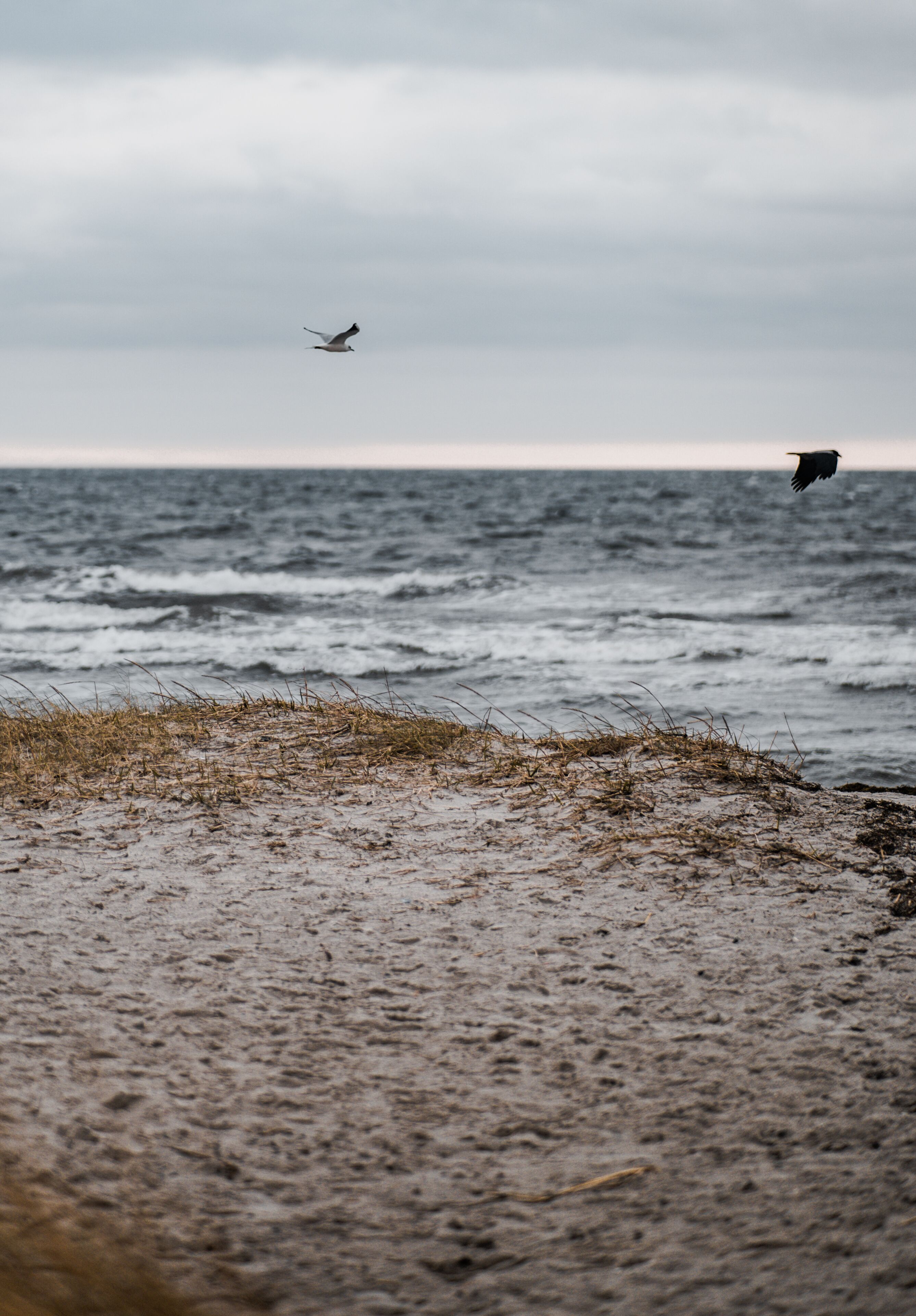 Ein Strand mit Wellen und einem fliegenden Vogel über dem Wasser.