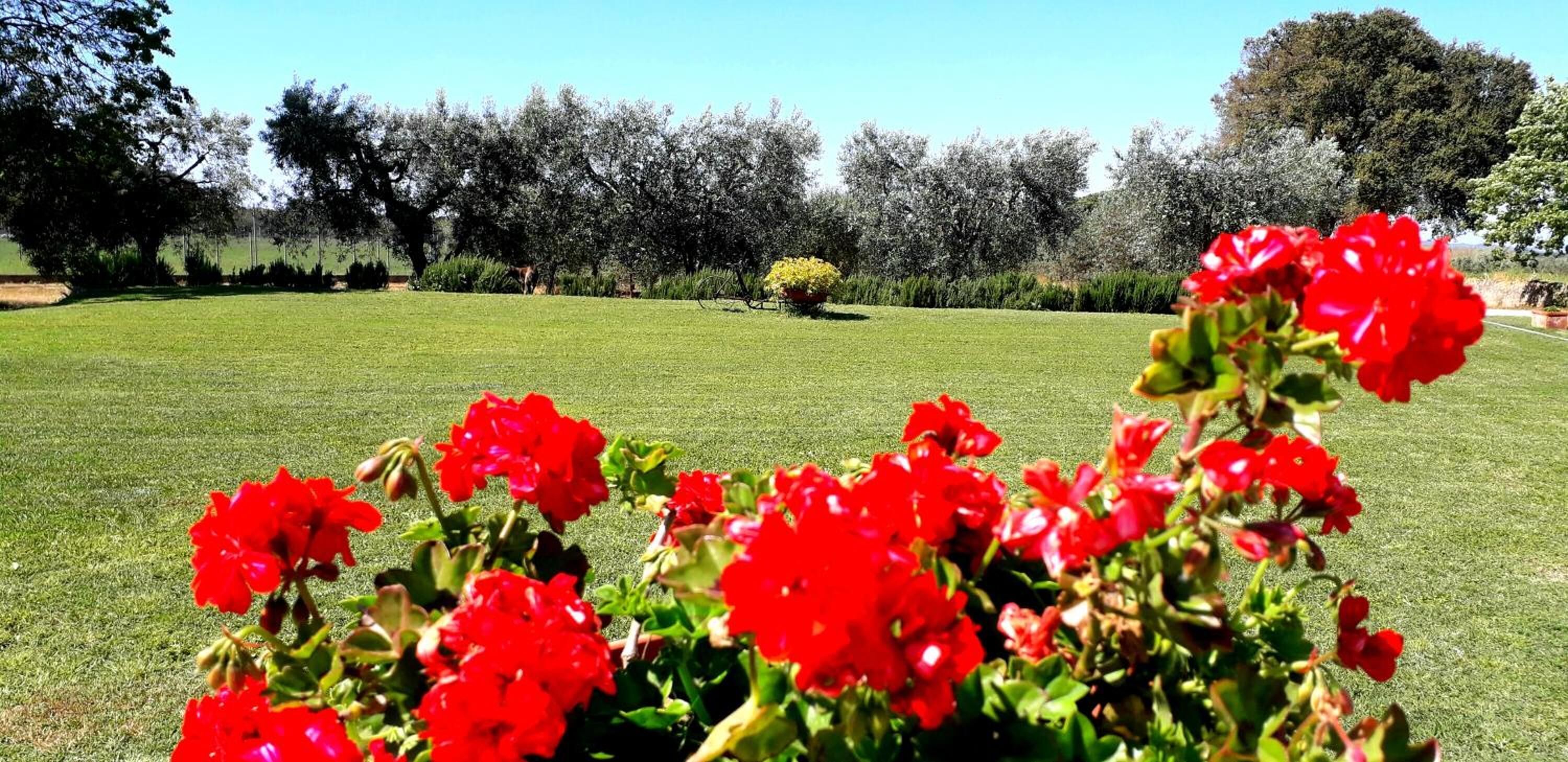 Ein gepflegter Rasen mit roten Blüten im Vordergrund und verschiedenen Bäumen im Hintergrund.