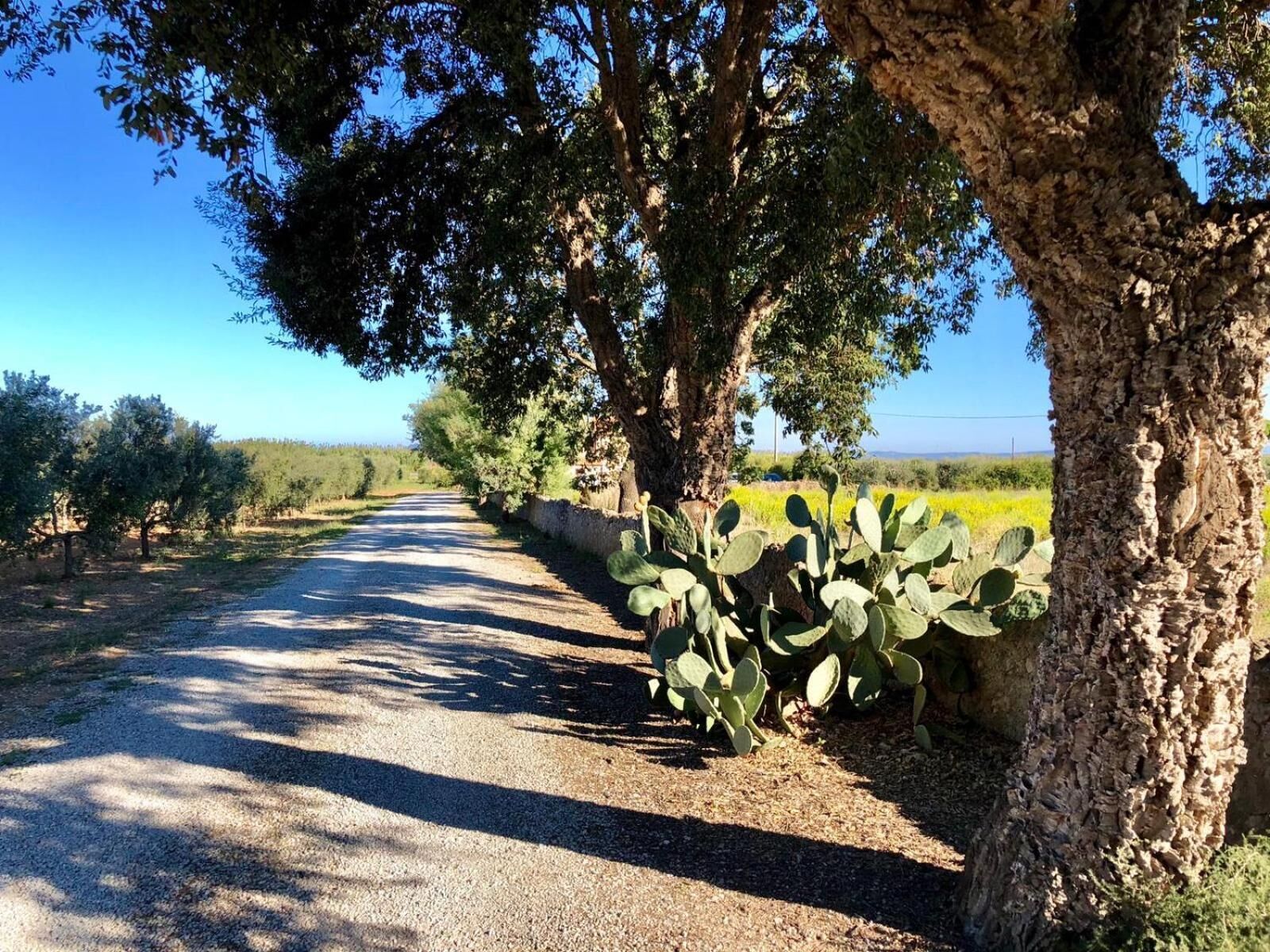 Un chemin de gravier bordé d’arbres et de cactus, qui mène à un paysage rural.