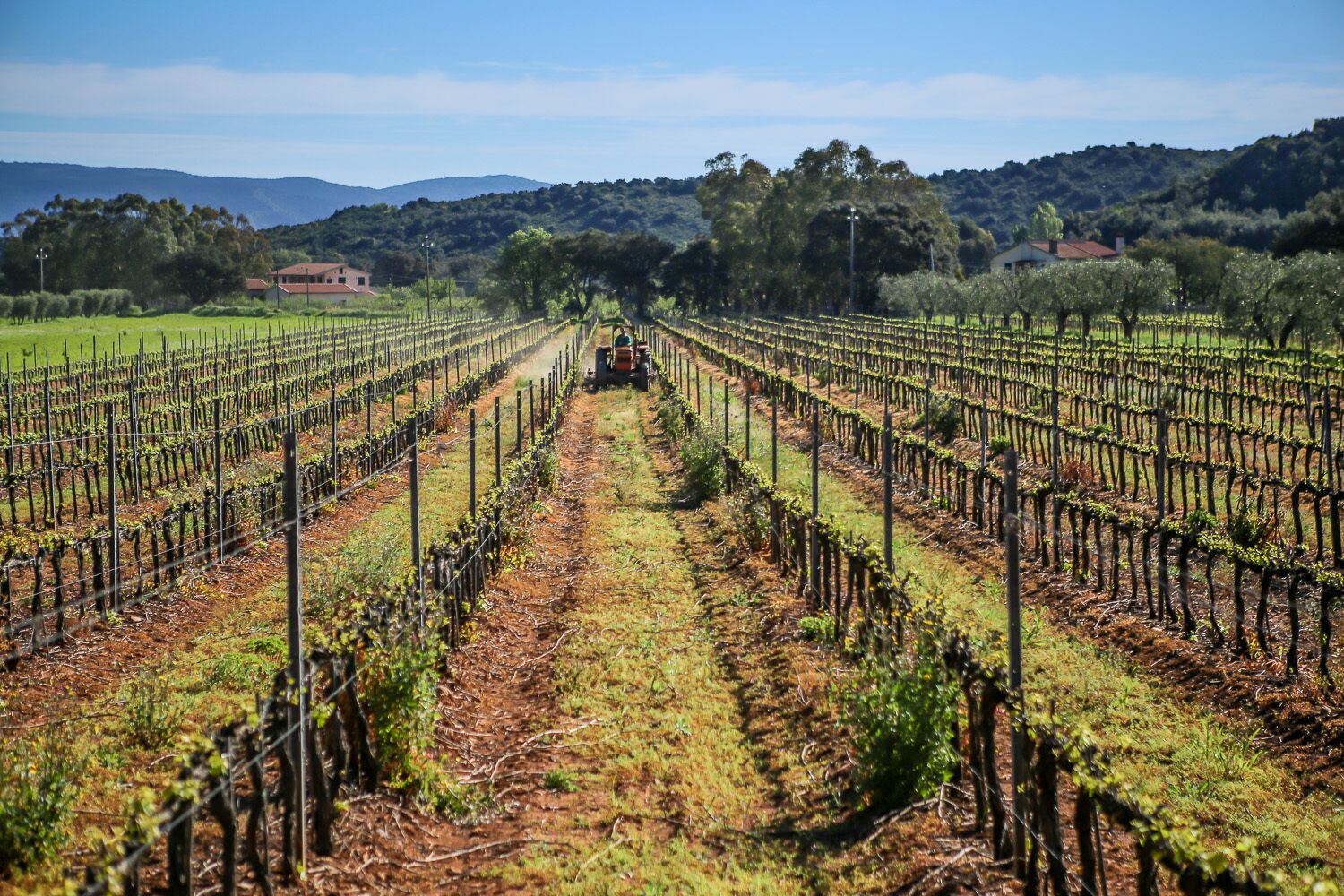 A vineyard with rows of grapevines and a tractor in the distance.