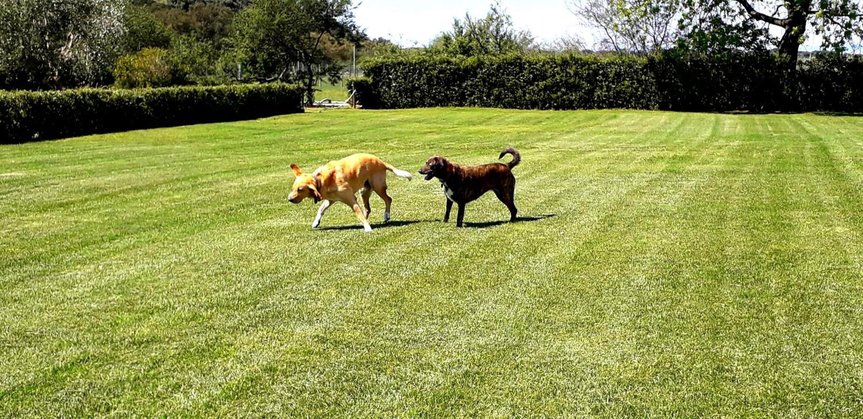 Twee honden op een verzorgd gazon, met een haag en bomen op de achtergrond.