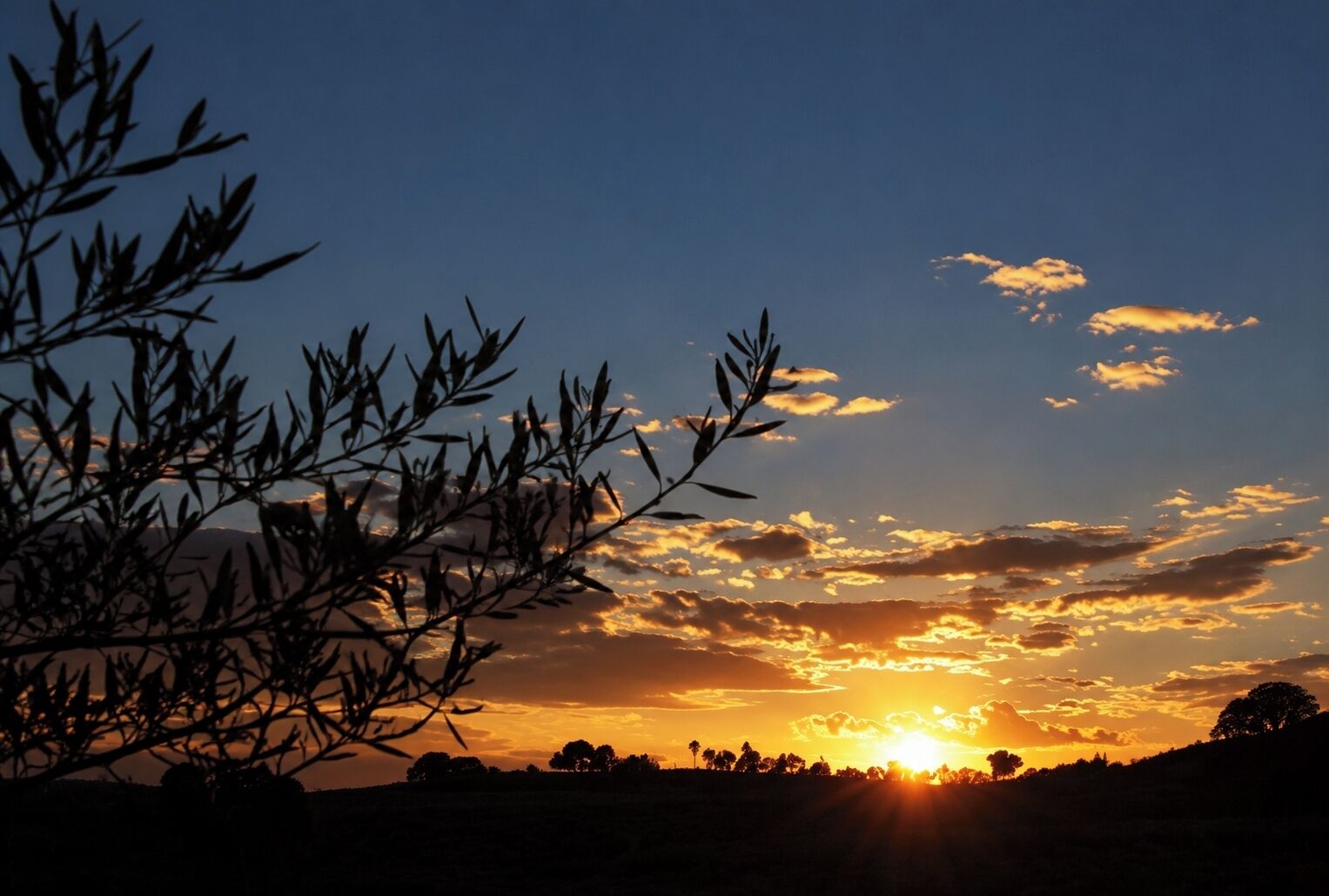 A sunset with silhouettes of trees and a clear sky.