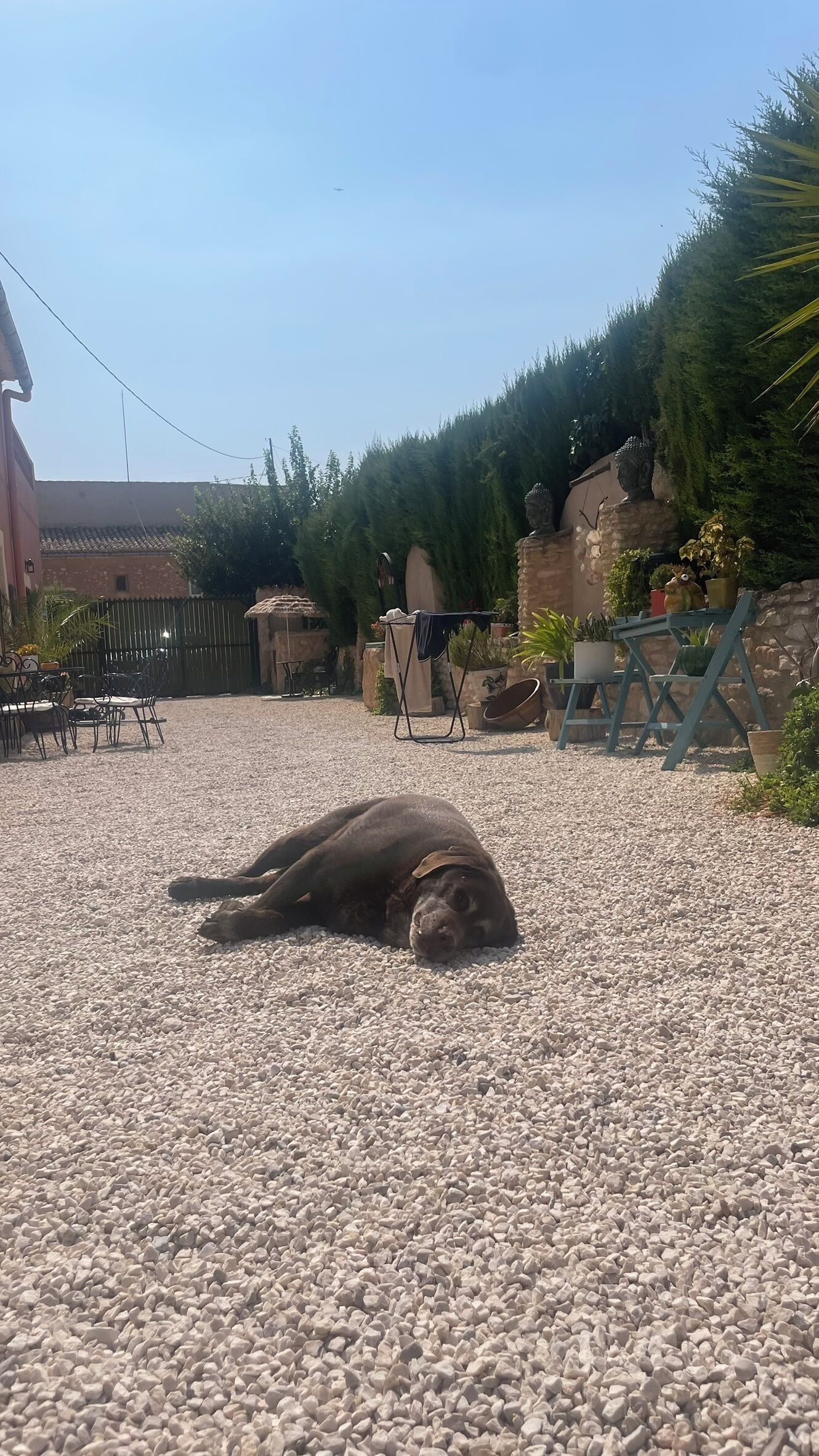 Een hond ligt op grind, omringd door tuinmeubilair en plantenpotten.