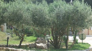 Un jardín con olivos, un muro de piedra y una antena parabólica.