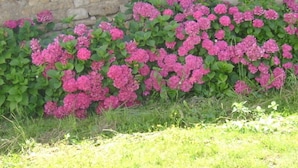 Een tuin met roze bloemen en een stenen muur.